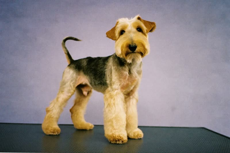 A terrier standing on a grooming table part-way through a trim