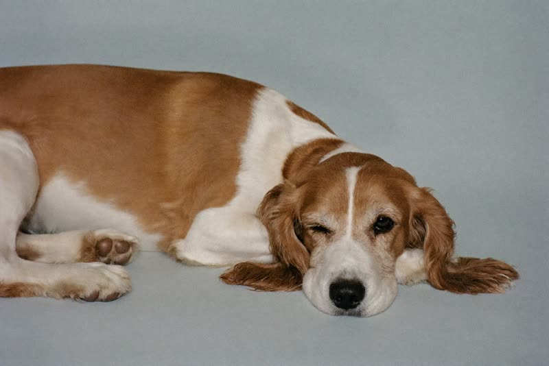 A spaniel resting after a groom