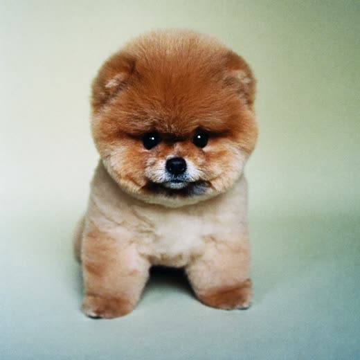 A small dog after a full scissor groom