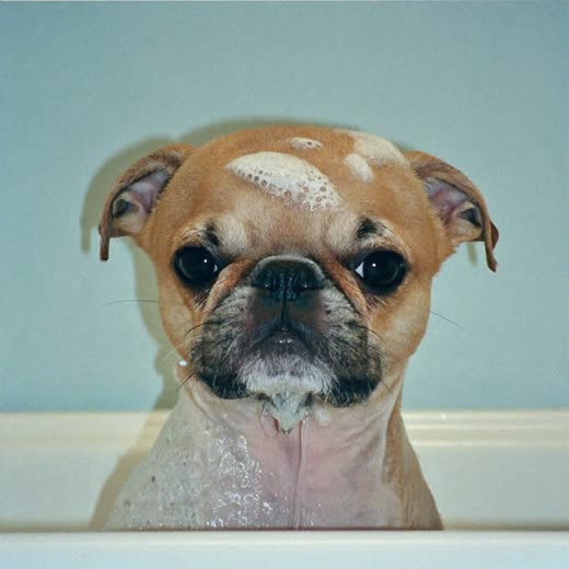 A small dog being bathed