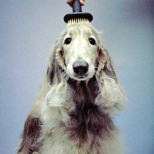 A long-coated dog being brushed out