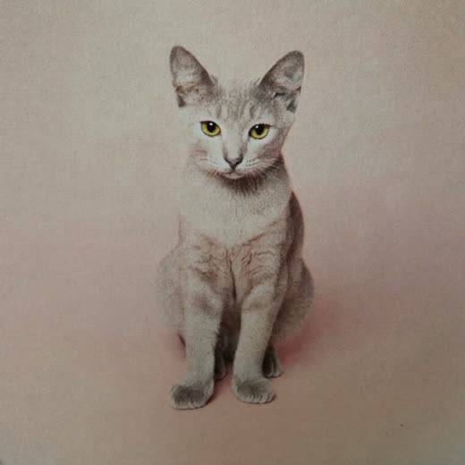 A cat groomed and sitting calmly